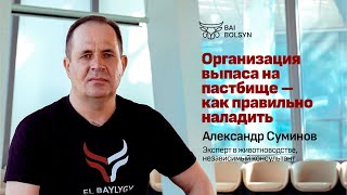 Как правильно организовать пастбища для скота? Александр Суминов | EL BAYLYGY