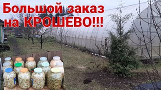 Нас месяц не было на даче! Убрали последний урожай и собрали провизию...