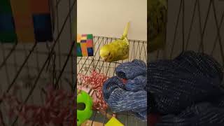 #shortvideo #noregrets8079 #nikki #comedy #birds