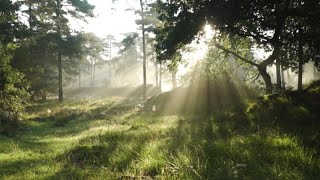 ~Escape to Forest Nature's Melody~