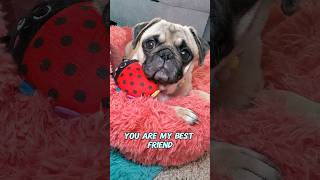 you make me 😍 #dog #pug #cute #funny #pets #fyp #shorts