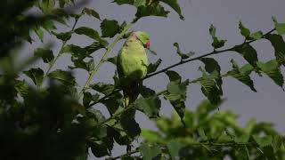 halsbandparkiet in de tuin