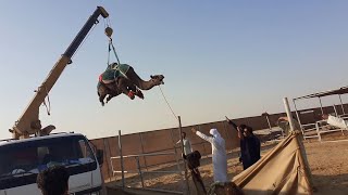 Camel Loading In Truck Crean | Black Camel | Crean Truck | Gulf Camel November 3, 2021