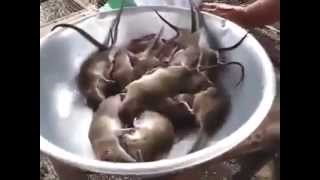 Comida ratas Vietnam