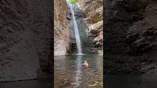 My dog loves waterfalls#idaho #nampa #waterfall #dogswimming #rescue #美国生活