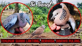 Dapat Informasi Ada Burung Bagus, Penguku Suara Lantang || Si Saraf Menyala 🔥 Lagi