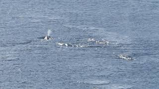 An orca leaves its trail of footprints across the bay and rejoins the hunt alongside  its pod.