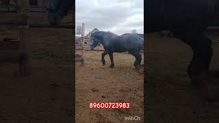 гиганты Татарстана 89600723983 #horse #лошади #automobile #stallion