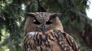 Uhu auf Grabstein Eagle owl on tombstone.--berguv,bubo bubo,bufo-real,buhos,buhu,buhu,buhu,buhu real