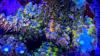 High-End Coral Farming: Behind the Scenes at a Rare Coral Farm (2024)