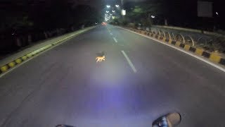 Bike Vs Kitty