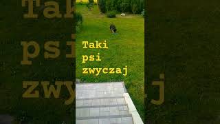 Taki psi zwyczaj #pies #owczarek #owczarekniemiecki