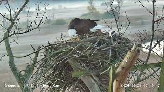 Eagle pair working on nest at  Iroquois National Wildlife Refuge 10/25/2024