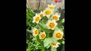 #uklife #shortvideo #sinhala #srilankan #uk #daffodil #sinhalasongs