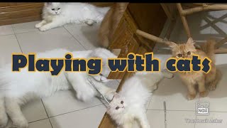 Playing with cats | KIds playing with cats | animal Videos for kids