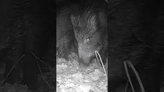 Wild Boars FEAST on ACORNS at Night Because of This!