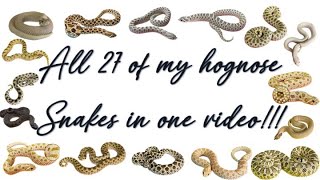 All 27 of my hognose snake in one video!!!