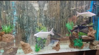 Fish Aquarium | Food Court | Amazon Mall GT Road | Rawalpindi