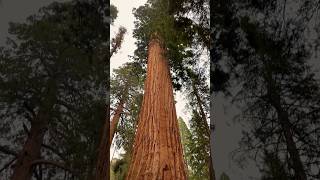 🇺🇸USA🇺🇸 Sequoia National Park - General Sherman Tree #usa #nature #tree #explore #travel #big