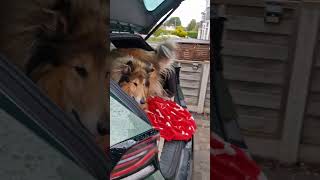 Rough Collies Uther & Bevan are SUPER excited to go in the car!