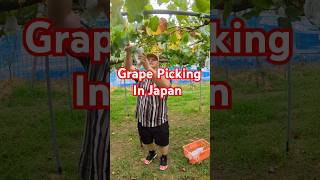 "Exploring Grape Picking in Kurume, Japan: A Harvest Adventure!" #japan #shorts #vlog