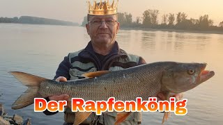 DER RAPFEN KÖNIG