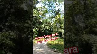 HUTAN BELANTARA,SEPI DAN ANGKER#shots #short