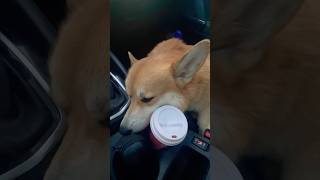 My Corgi: Why You Drink Coffee, But It Makes Me Sleepy?🦊☕️😴🤪😂😍🧡