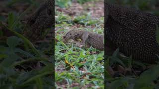 #wildlife #series  57 #monitorlizard  digging the ground for food