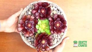 Aeonium Succulent Arrangement