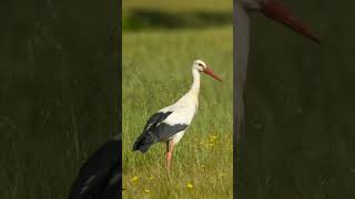 white stork