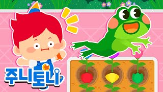 🐸튀어나와요 개구리! | 🌱알록달록 씨앗에서 어떤 게 나올까요? | 씨씨 씨를 뿌리고 | 주니토니 | JunyTony