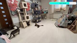 20 cats beautiful live stream part 2