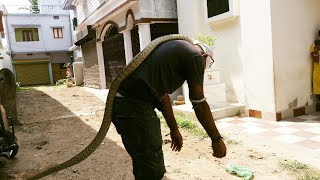 रेस्क्यू करते समय शरीर पर चडगया ७फ्ट लंबा सांप देखें फिर क्या हुआ। ।7Ft big snake rescued from house