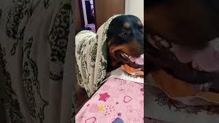 Funny Rottweiler #shorts #funny #funnydogs #rottweiler #dog #aggressivedog #funnyvideo #guarddog #yt