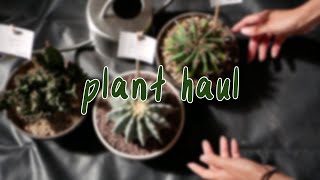 HOUSEPLANT HAUL | succulents, cacti