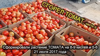 СГОРЕЛ ТОМАТ, часть 9. Сформировали растение ТОМАТА на 8-9 кистей и 5-6