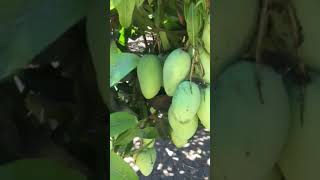 Farm Fresh Green Mango #green #manggo #farmfresh #shortvideo #shortsfeed #shorts