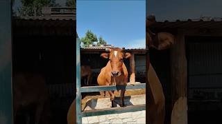 Кипрская корова! 🐂❤ Зоопарк в Пафосе, Кипр // Cyprus cow. Paphos Zoo, Cyprus