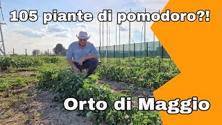 105 piante di pomodoro?! - ORTO DI MAGGIO