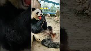 Oso panda 🐼 comiendo #suscríbete #josetour