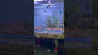 New Fish 🐟 Aquarium #aquaria #viral #fish #shorts #short #shortvideo