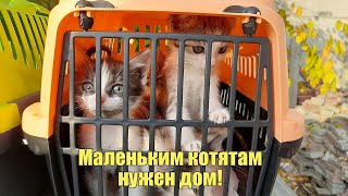 Крошечным Котятам Не Было Даже Месяца, Когда их Оторвали От Мамы Кошки И Выбросили... Ищем Дом!!!