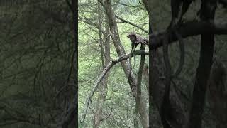 Eagle killing a viper snake