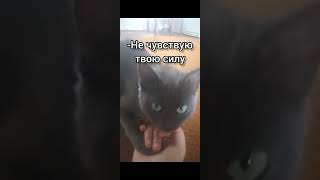 подался коту #животные #котик #shots