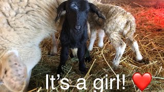 Lambing diaries: I got my first girl! Vlog 527