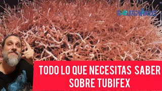 Todo lo que necesitas saber sobre Tubifex  🪱🪱🪱