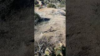 Curious Roadrunner Comes Right Up To Hiker #hiking #arizona  #birds