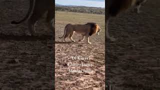 Simply a Majestic Lion Patrolling His Kingdom.  #wildlifeencounters #mara #lion #wildlife