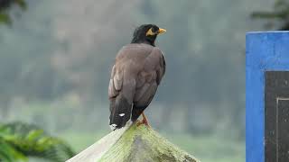 Common Mynah at Akkulam Tourist Village, Trivandrum